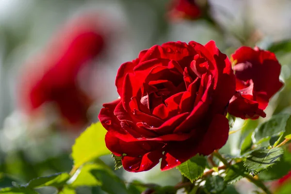 Schöne Blühende Rote Rote Rose Frühling Blühende Zierrosen — Stockfoto