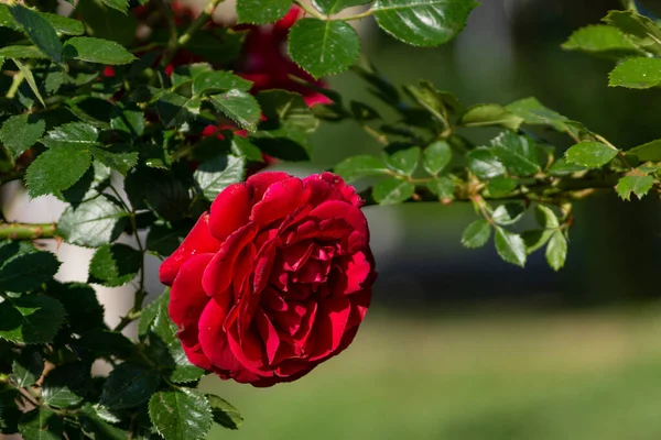 Schöne Blühende Rote Rote Rose Frühling Blühende Zierrosen — Stockfoto