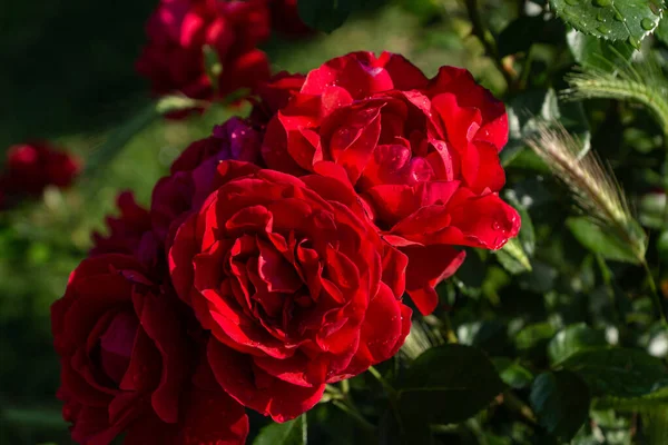 Schöne Blühende Rote Rote Rose Frühling Blühende Zierrosen — Stockfoto