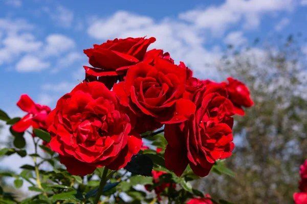Piękna Kwitnąca Czerwona Róża Wiosna Kwitnące Dekoracyjne Róże Kwitnące Róże — Zdjęcie stockowe