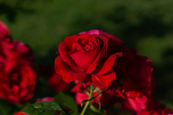 Schöne Blühende Rote Rote Rose Frühling Blühende Zierrosen — Stockfoto