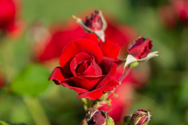 Όμορφο Ανθισμένο Κόκκινο Κόκκινο Τριαντάφυλλο Ανθισμένα Τριαντάφυλλα Ανοιξιάτικα — Φωτογραφία Αρχείου