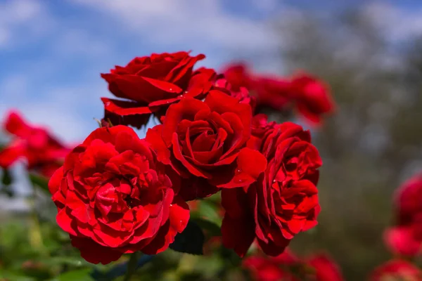 Όμορφο Ανθισμένο Κόκκινο Κόκκινο Τριαντάφυλλο Άνοιξη Ανθισμένα Διακοσμητικά Τριαντάφυλλα Ανθισμένα — Φωτογραφία Αρχείου