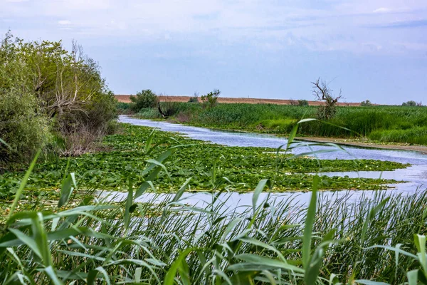 Берегу Тихой Извилистой Реки Покрытой Цветущими Водяными Лилиями Берег Реки — стоковое фото