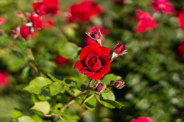 Beautiful blooming red, red rose. Весенние цветущие декоративные розы
.