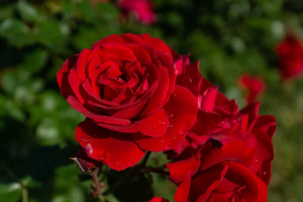 Schöne Blühende Rote Rote Rose Frühling Blühende Zierrosen — Stockfoto