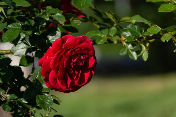 Schöne Blühende Rote Rote Rose Frühling Blühende Zierrosen — Stockfoto