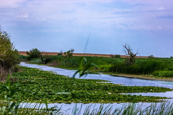 Ufer Eines Ruhigen Gewundenen Flusses Der Mit Blühenden Seerosen Bedeckt — Stockfoto