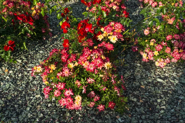 Blooming Garden Pink Red Decorative Roses Pink Red Roses Bloom — Stock Photo, Image