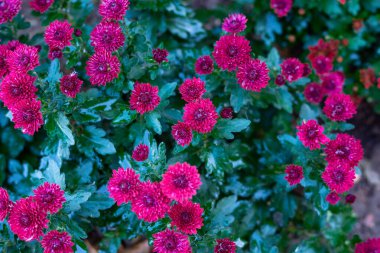 Çok güzel küresel kasımpatılar. Marka kasımpatı Kraliyet kırmızısı, marka Kraliyet pembesi