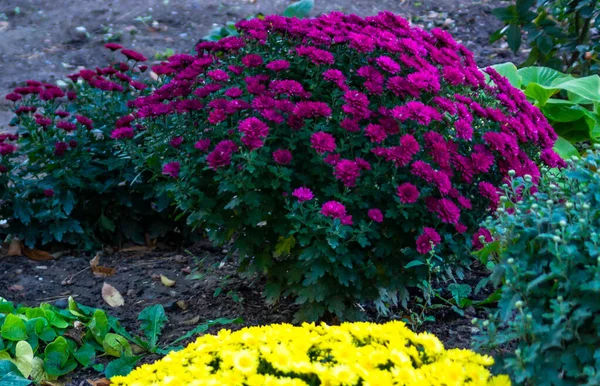 Hermosos Crisantemos Esféricos Crisantemo Marca Royal Rojo Marca Royal Rosa — Foto de Stock