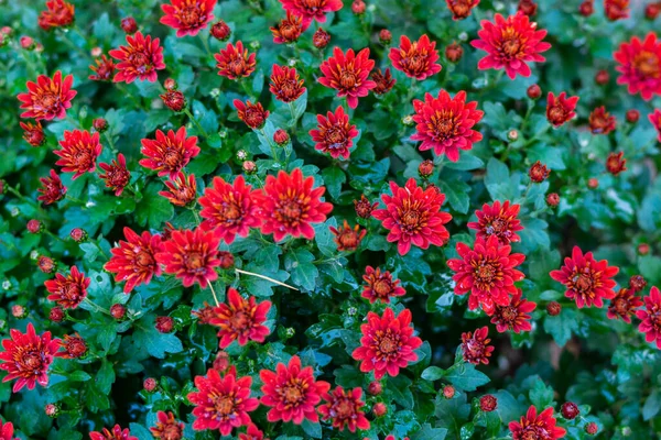 Hermosos Crisantemos Esféricos Crisantemo Marca Royal Rojo Marca Royal Rosa — Foto de Stock