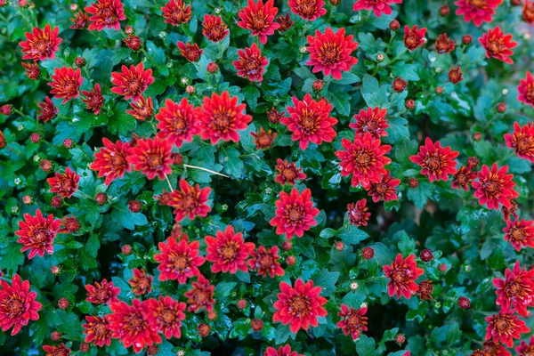 Çok güzel küresel kasımpatılar. Marka kasımpatı Kraliyet kırmızısı, marka Kraliyet pembesi