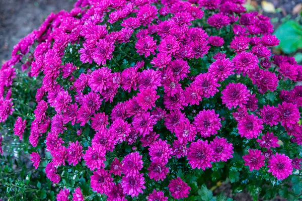 Beautiful Spherical Chrysanthemums Brand Chrysanthemum Royal Red Brand Royal Pink — Stock Photo, Image