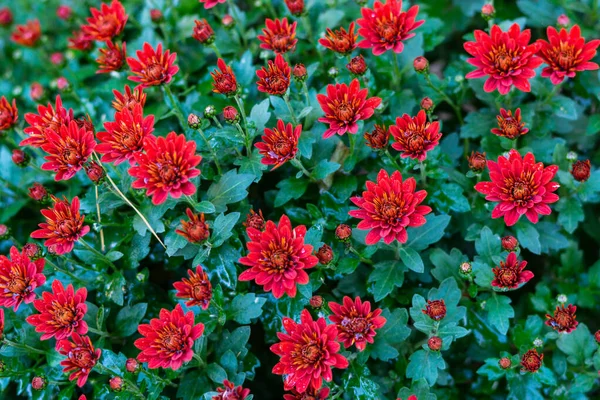 Hermosos Crisantemos Esféricos Crisantemo Marca Royal Rojo Marca Royal Rosa — Foto de Stock