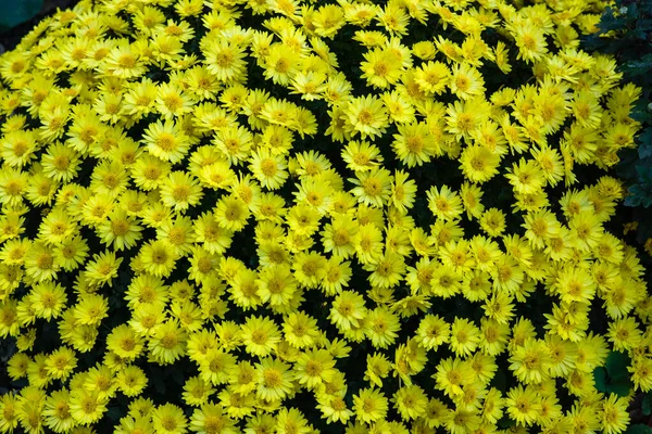 Hermoso Crisantemo Amarillo Brillante Bush Crisantemo Rey Amarillo — Foto de Stock