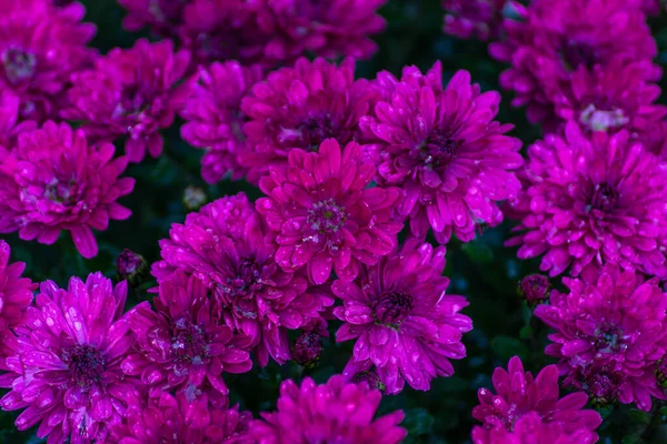 Hermosos Crisantemos Esféricos Crisantemo Marca Royal Rojo Marca Royal Rosa — Foto de Stock