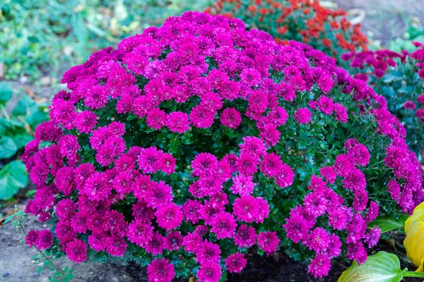 Hermosos Crisantemos Esféricos Crisantemo Marca Royal Rojo Marca Royal Rosa — Foto de Stock