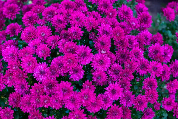 Beautiful Spherical Chrysanthemums Brand Chrysanthemum Royal Red Brand Royal Pink — Stock Photo, Image