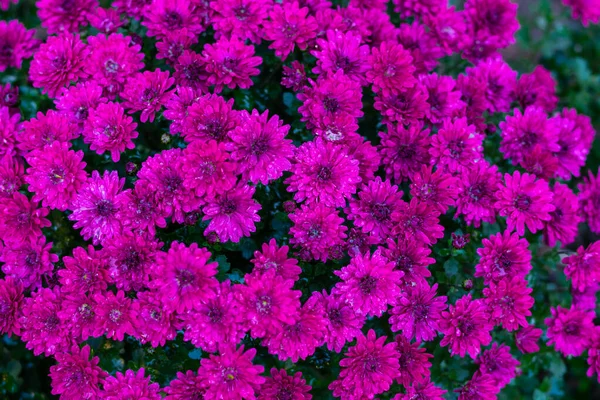 Όμορφα Σφαιρικά Χρυσάνθεμα Brand Chrysanthemum Royal Κόκκινο Brand Royal Ροζ — Φωτογραφία Αρχείου