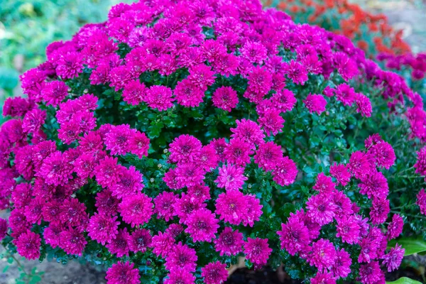 Beautiful Spherical Chrysanthemums Brand Chrysanthemum Royal Red Brand Royal Pink — Stock Photo, Image