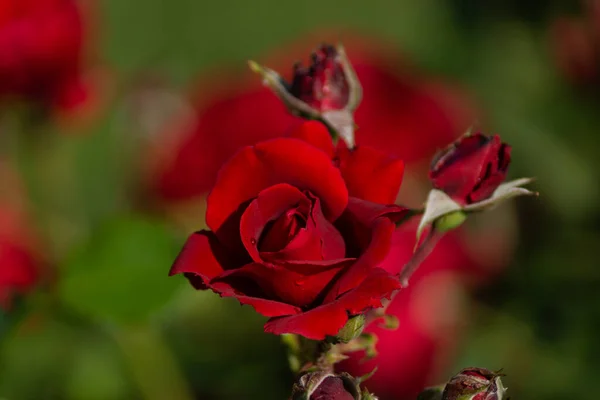 Όμορφο Ανθισμένο Κόκκινο Κόκκινο Τριαντάφυλλο Άνοιξη Ανθισμένα Διακοσμητικά Τριαντάφυλλα Ανθισμένα — Φωτογραφία Αρχείου