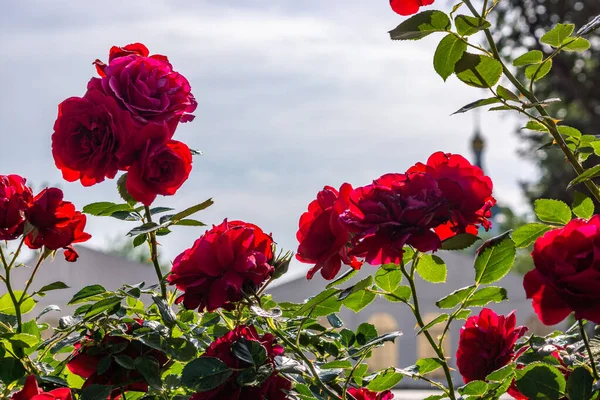 Schöne Blühende Rote Rote Rose Frühlingsblühende Zierrosen Blühende Rosen Auf — Stockfoto