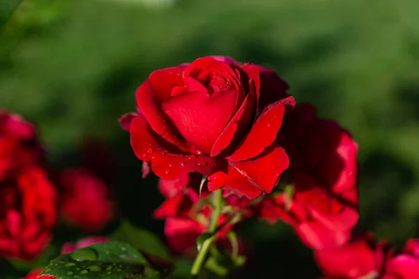 Schöne Blühende Rote Rote Rose Frühlingsblühende Zierrosen Blühende Rosen Auf — Stockfoto