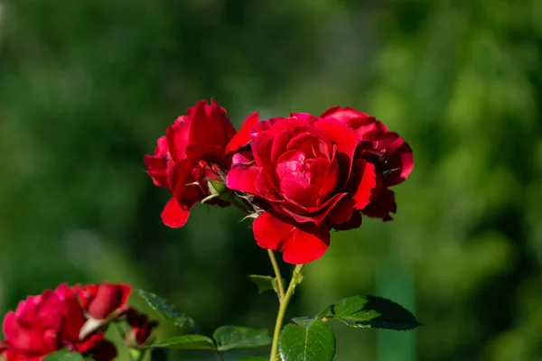 Schöne Blühende Rote Rote Rose Frühlingsblühende Zierrosen Blühende Rosen Auf — Stockfoto