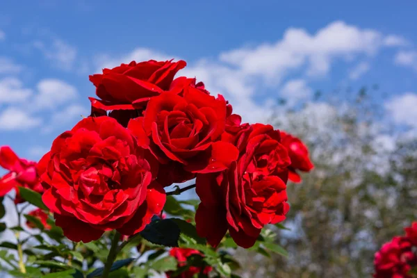 Mooie Bloeiende Rode Rode Roos Voorjaarsbloeiende Decoratieve Rozen Bloeiende Rozen — Stockfoto