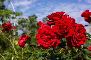 Güzel açan kırmızı, kırmızı gül. Bahar çiçekli dekoratif güller. Çeşmenin arka planında açan güller.