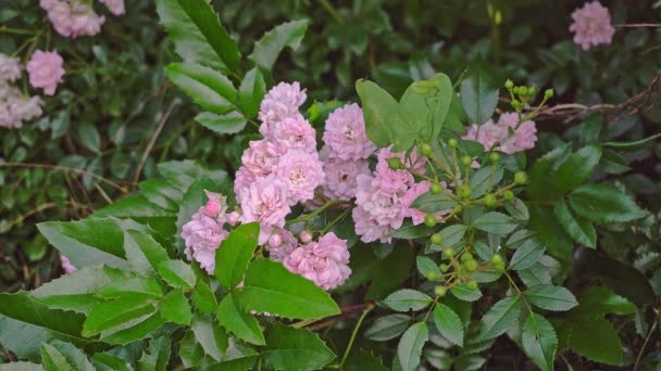 Branch Beautiful Rose Garden Blooming Rose Bush Birds Sing Garden — Stock Video