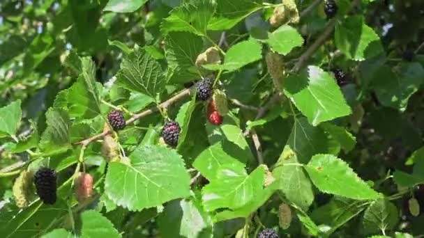 Jardín Moras Negras Moras Crecen Árbol Moras Una Rama Balanceándose — Vídeos de Stock