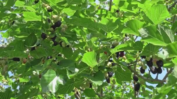 정원에서는 뽕나무 열매와 뽕나무 열매가 나무에서 자란다 바람에 흔들리는 나뭇가지에 — 비디오
