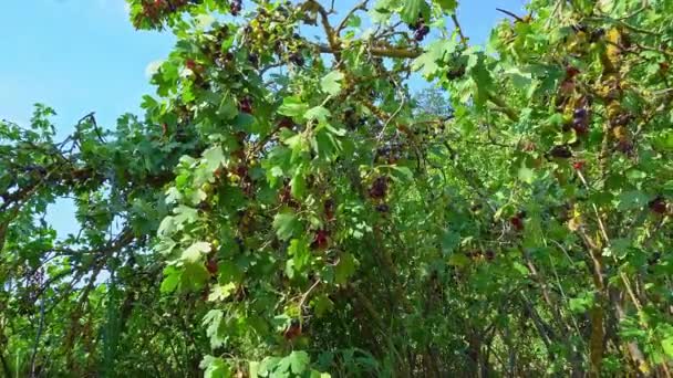 花园里长着黑莓和桑树 桑树的果实在树枝上摇曳在风中 成熟的桑树在花园里 黑莓和桑树都长在树上 枝头摇曳的桑树浆果 — 图库视频影像
