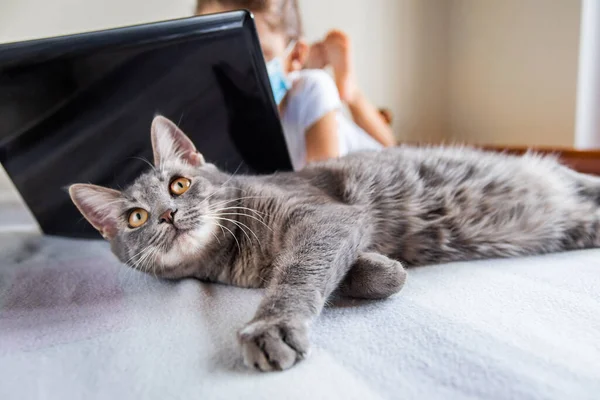 Close up grey cat lies near the laptop. Child in medical protective mask does her homework on laptop. at in focus Blurred background. Stay at home concept.quarantine pandemic COVID-2019 prevention.