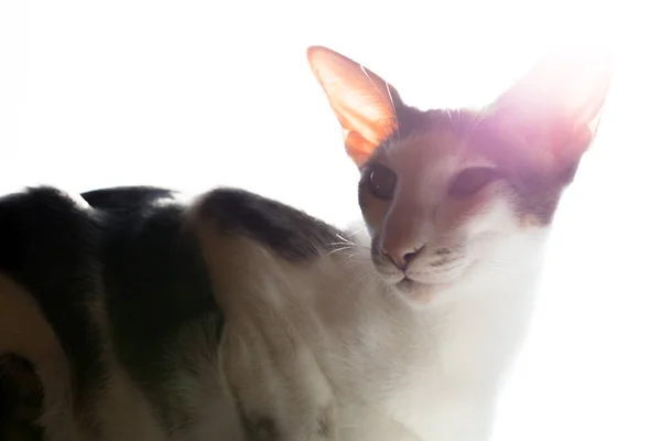 Oriental raça Shorthair de gato. O fundo branco no fundo com luz brilhante. Gato branco . — Fotografia de Stock