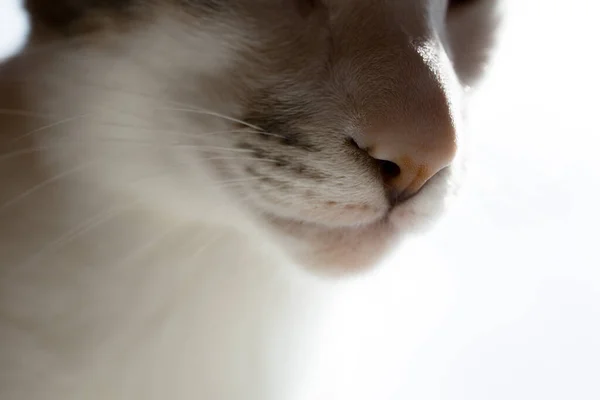 Enger Rahmen. Schnurrhaare, Nase und Mund orientalische Katzenrasse. Der weiße Hintergrund im Hintergrund. — Stockfoto