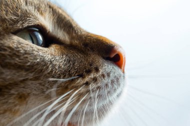Avrupa Shorthair türü bir kedi. Avrupalı kedi ışığa doğru bakıyor. Kedi profili.