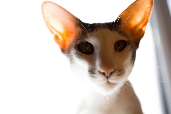 Orientalische Katzenrasse. Schöne Katze sitzt gegen das Licht und schaut in die Kamera. Große Katzenohren. — Stockfoto