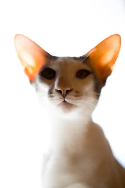 Oriental raça Shorthair de gato. O fundo branco no fundo com luz brilhante. Gato branco . — Fotografia de Stock