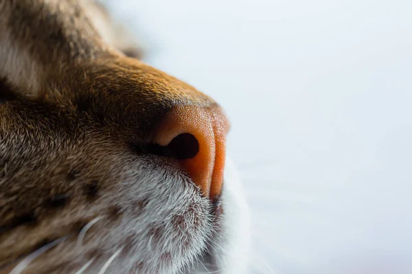 猫の鼻のフレームを閉じます。ヨーロッパの短毛種の猫の鼻と口。. — ストック写真