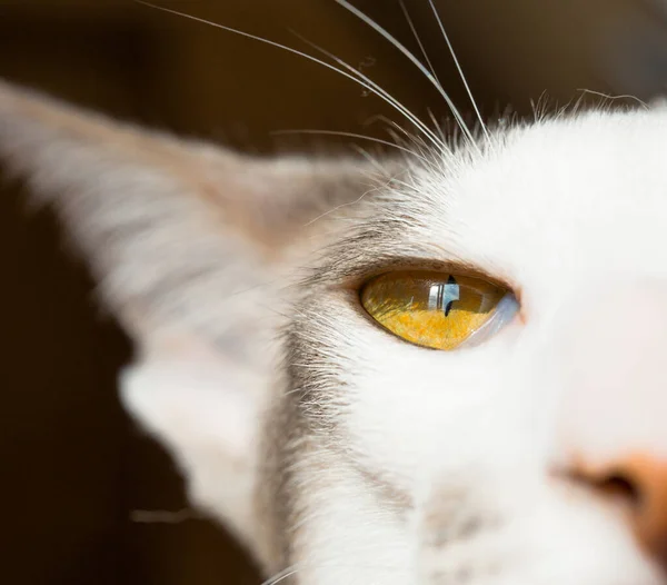 Orientalische Rasse weiße Katzen. Katze schielte in die strahlende Sonne. Schnurrbart, gelbe Augen. — Stockfoto