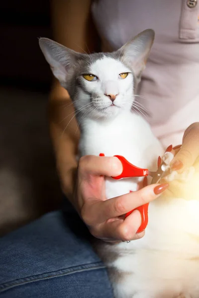 Кот несчастлив. Восточные кошки стригут ногти, чтобы не поцарапать мебель. — стоковое фото