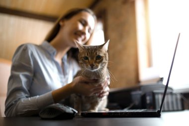 Odaklanan kedi. Amerikalı bir Avrupalı Shorthair kedisi tutuyor ve arkadaşlarıyla videoyla konuşuyor.