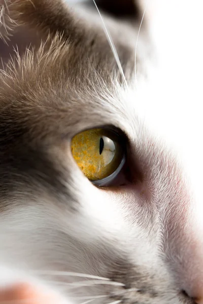 Восточная порода белых кошек. Кошка прищурилась на яркое солнце. Усы, желтые глаза . — стоковое фото