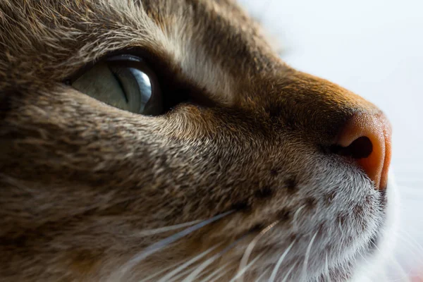 フレームを閉めろ。ヨーロッパのショートヘアの猫は窓の外を見ています。美しい動物のプロフィール. — ストック写真