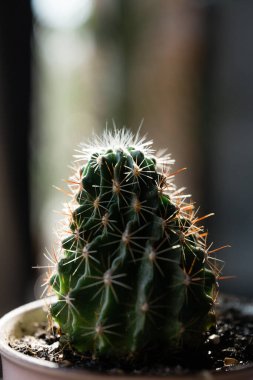 Beyaz arka planı bulanık, pembe bir tencerede, egzotik yeşil dikenli kaktüsün tepesine yakın plan..