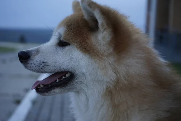 Cão Vermelho Japonês Pátio — Fotografia de Stock