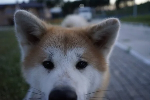 Ιαπωνικό Κόκκινο Σκυλί Στην Αυλή — Φωτογραφία Αρχείου